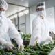 Two Food industry workers wearing precautionary masks in white coats examining fresh cucumbers in plastic trays in a supermarket warehouse.