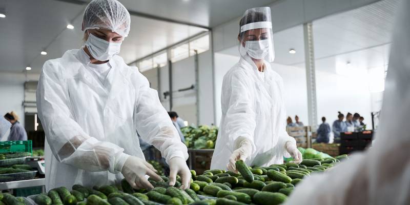 Two Food industry workers wearing precautionary masks in white coats examining fresh cucumbers in plastic trays in a supermarket warehouse.